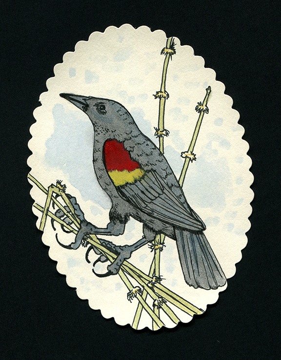 Red Wing Blackbird Sept 2015 web